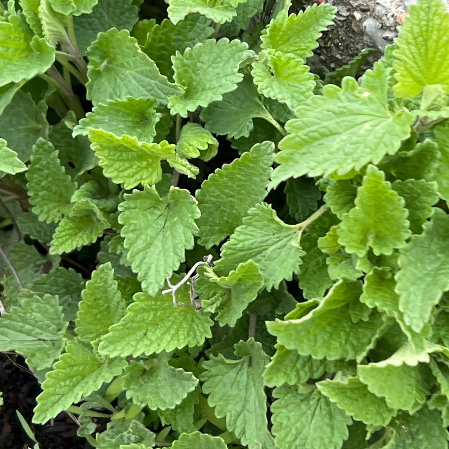 A close-up image of fresh catnip leaves.