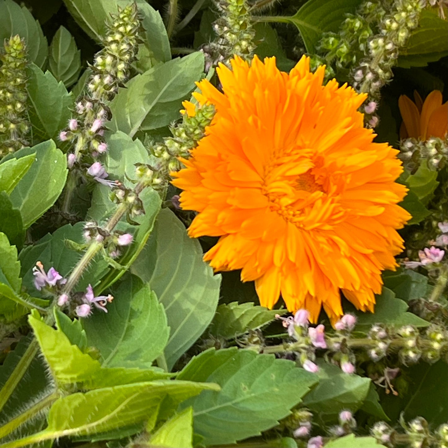 An image showing fresh Besobela Tulsi (Holy Basil) leaves and flowers with an orange Caledula flower in the foreground.