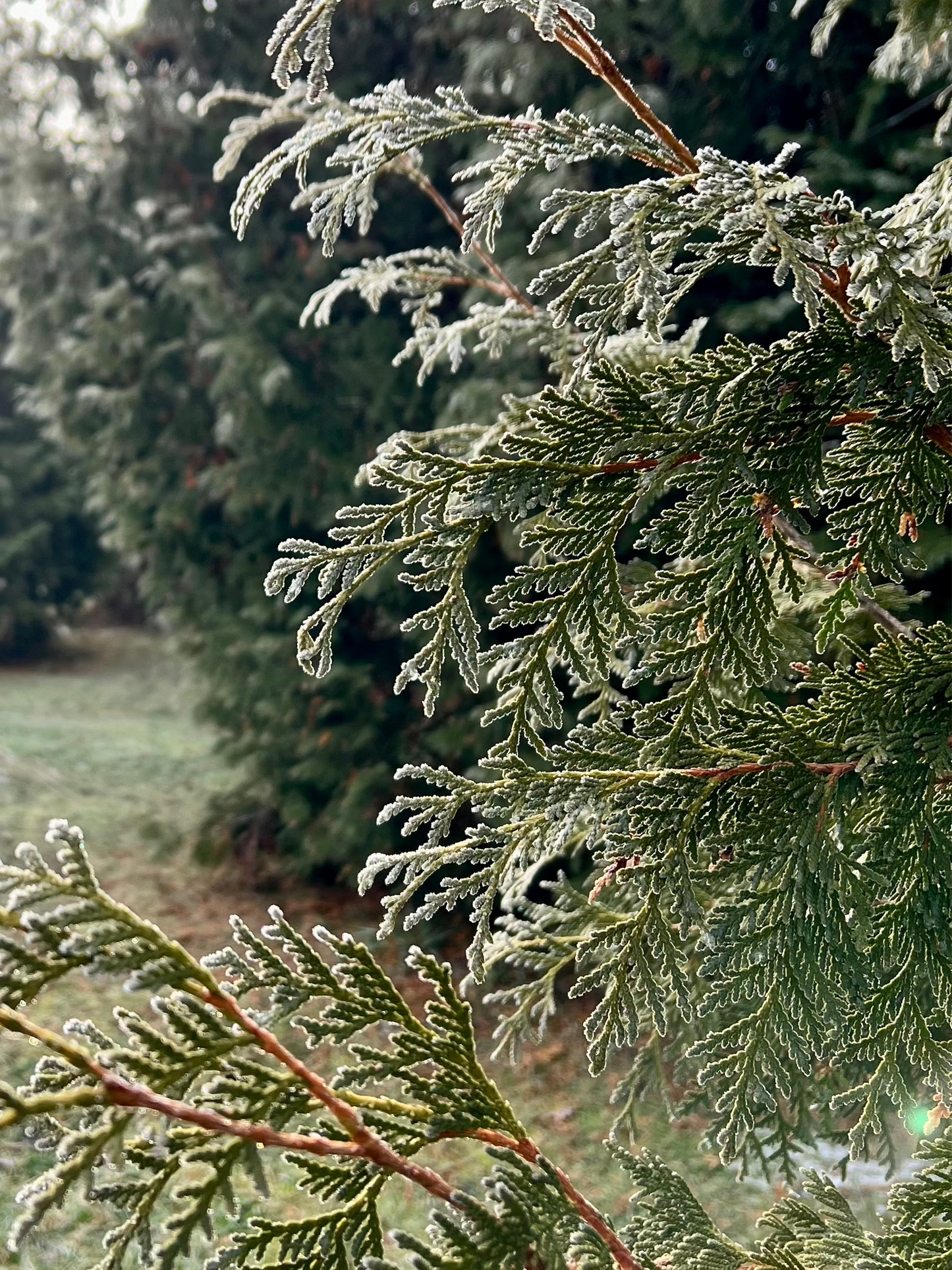 A close-up photograph of a Cedar tree branch with green leaves.