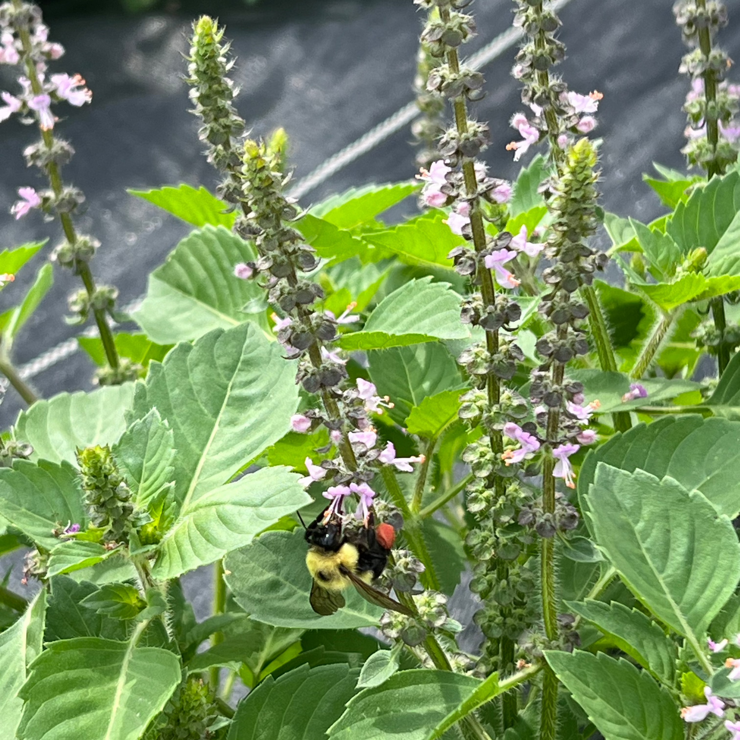 Besobela Tulsi growing with bee on it