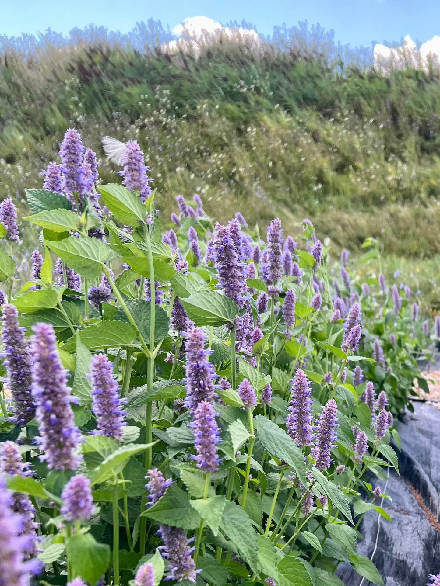 A field of Anise Hyssop plants with purple flowers, showing where the herb for the tea is grown.