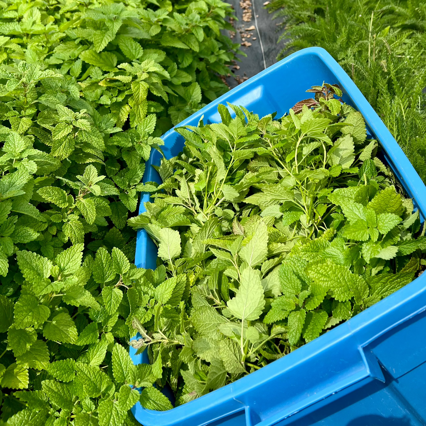 A blue container filled with fresh Lemon Balm.