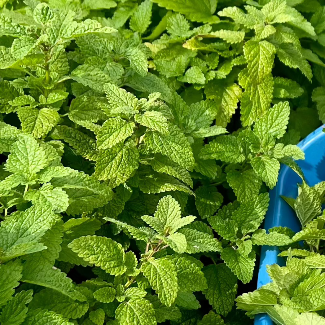 A close-up image of fresh Lemon Balm leaves, showing their green color and typical mint-like foliage.