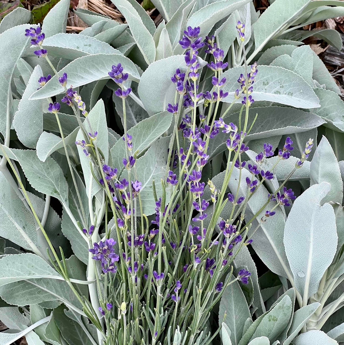 Lavender Body Butter