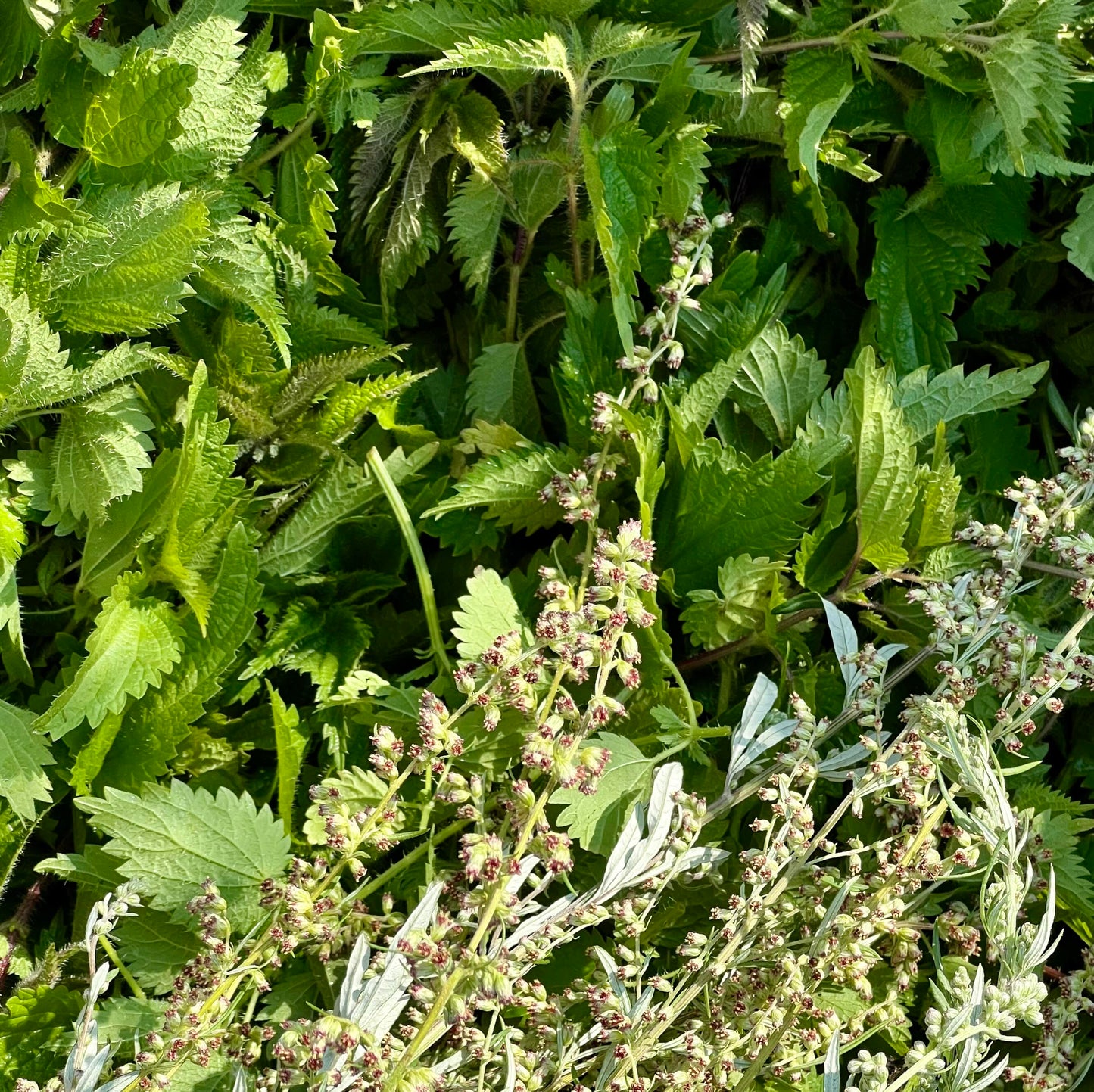 A close-up of fresh Nettle leaves and Mugwort flowering tops