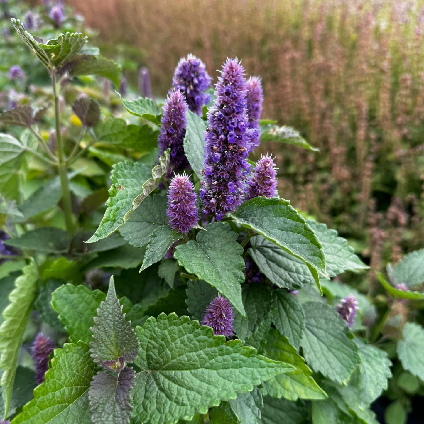 A close-up of fresh Anise Hyssop leaves and purple flowers.
