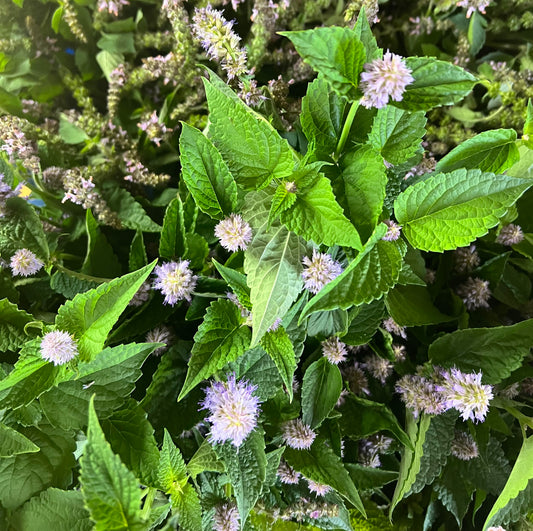 Anise Hyssop Herbal Body Oil