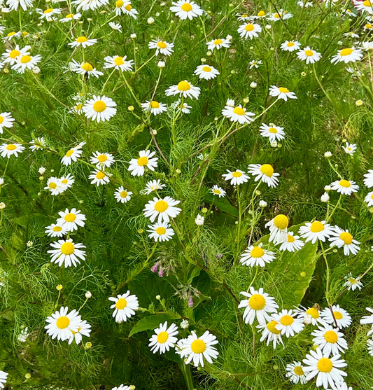 Chamomile Herbal Body Oil
