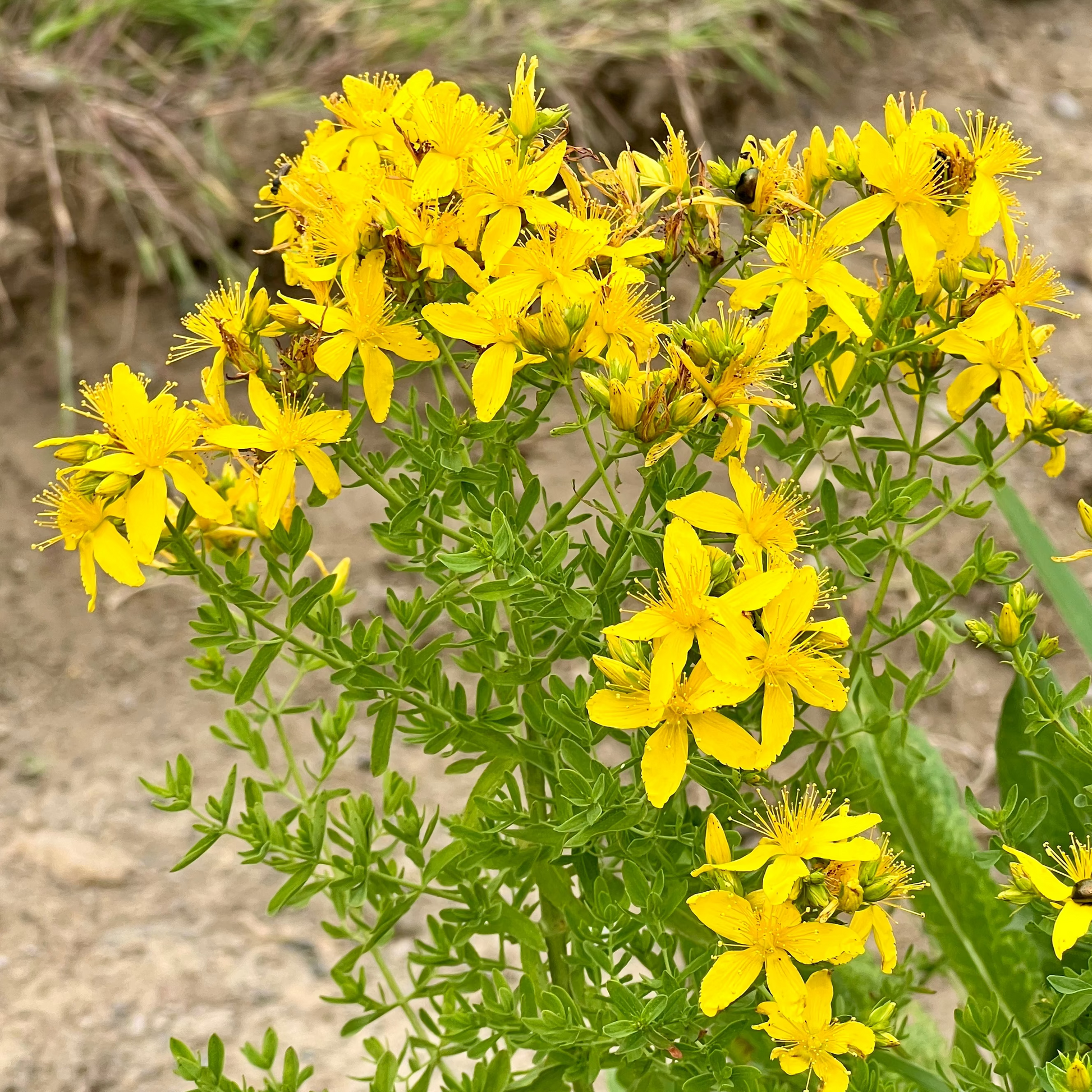 Yellow St John's Wort flowering tops on a natural background