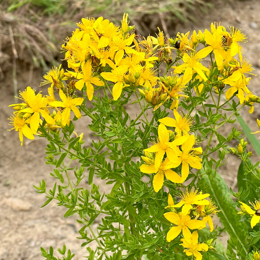 Yellow St John's Wort flowering tops on a natural background