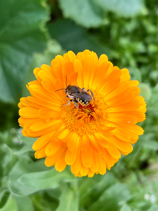 Calendula Body Butter