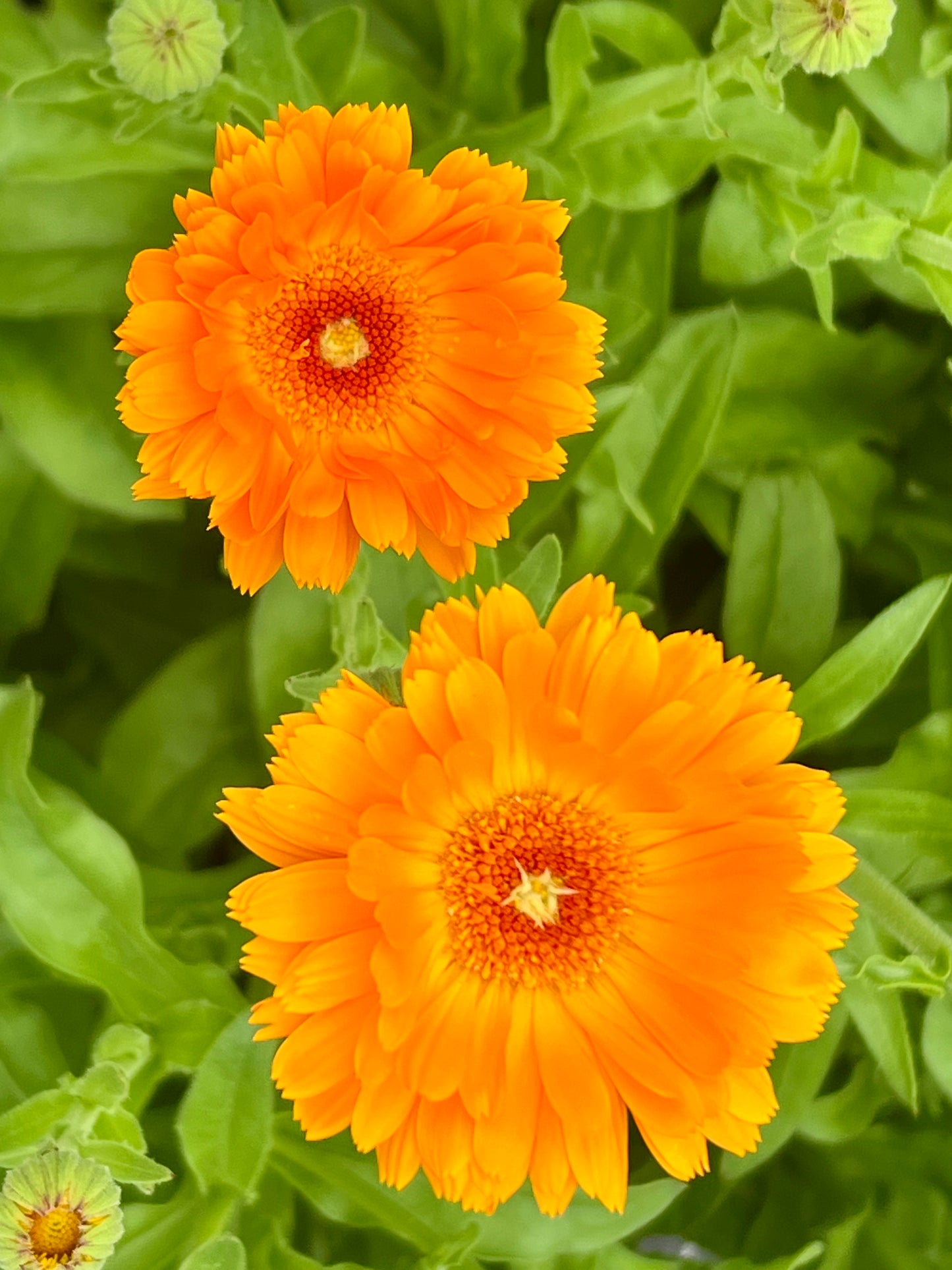 Calendula Herbal Body Oil