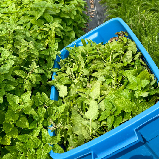 Lemon Balm-Tulsi Oxymel