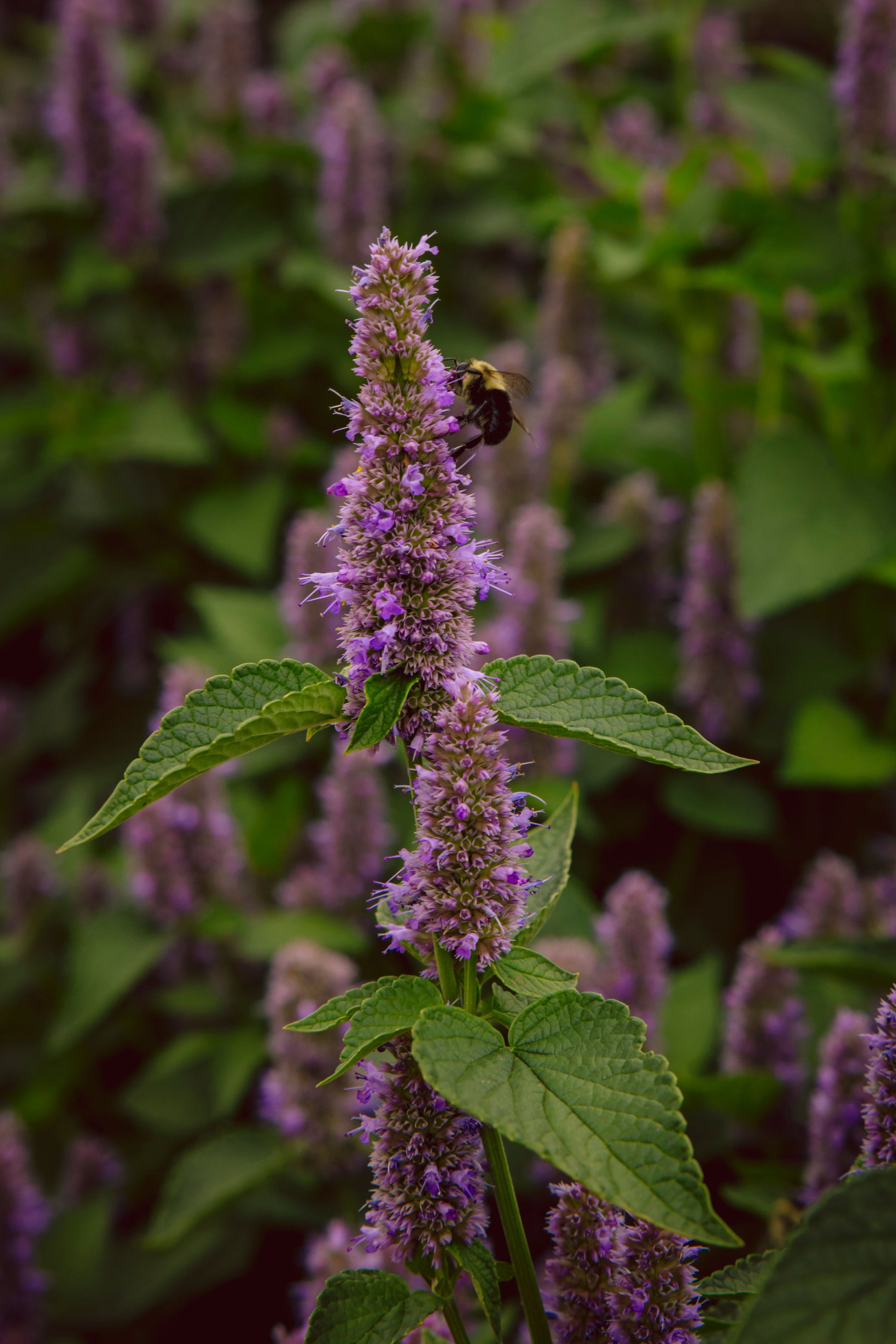 Purple Anise Hyssop flower with a bee on it, surrounded by green leaves