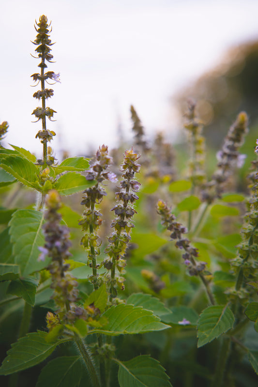 Close-up of Besobela Tulsi plants with a blurred natural background