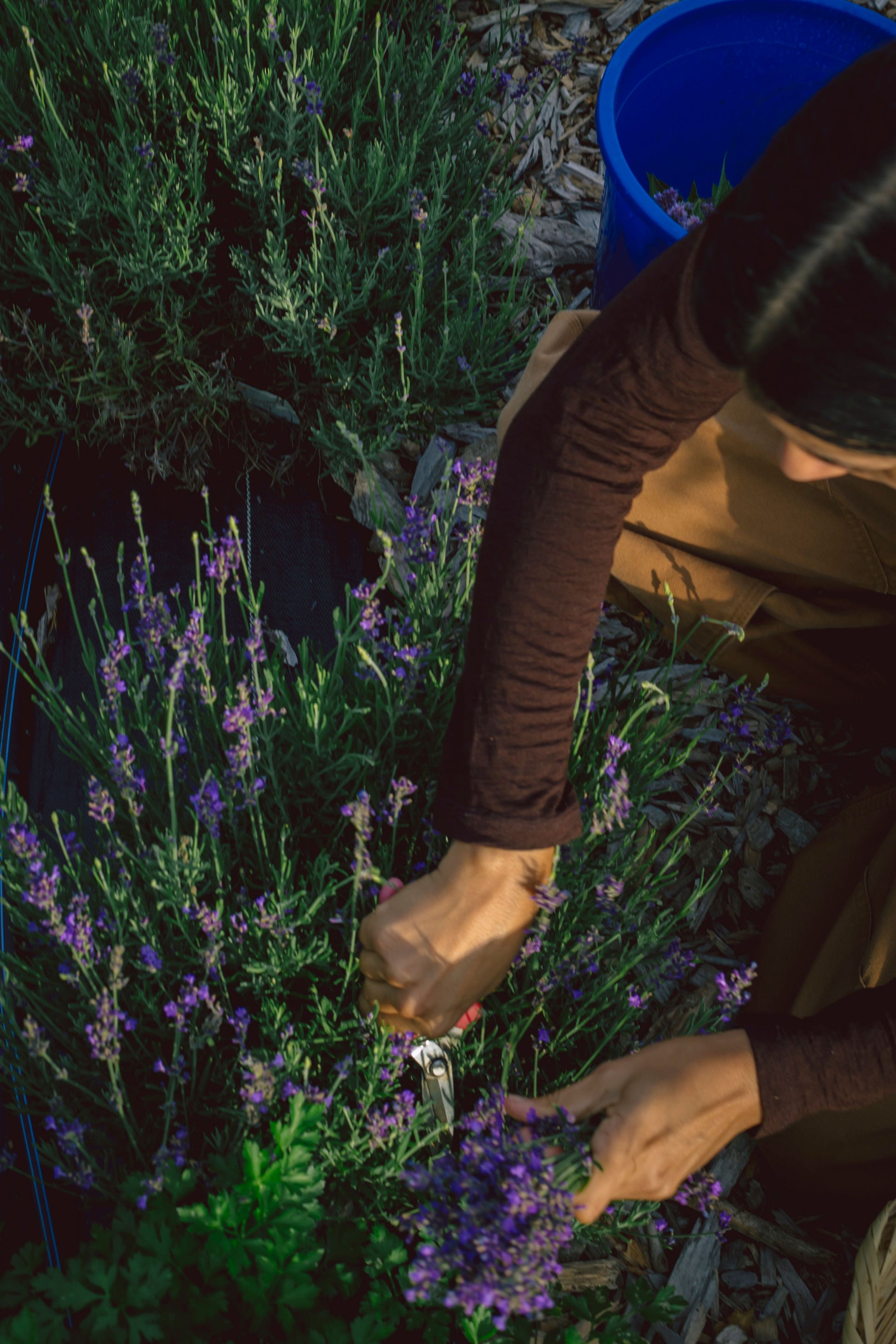 Danielle harvesting Lavender at Earthstar Botanicals Herb Farm