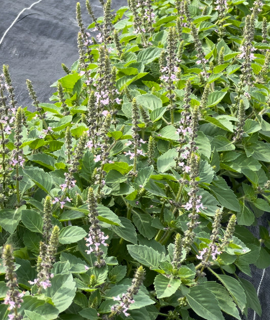Tulsi Single Herb Tea